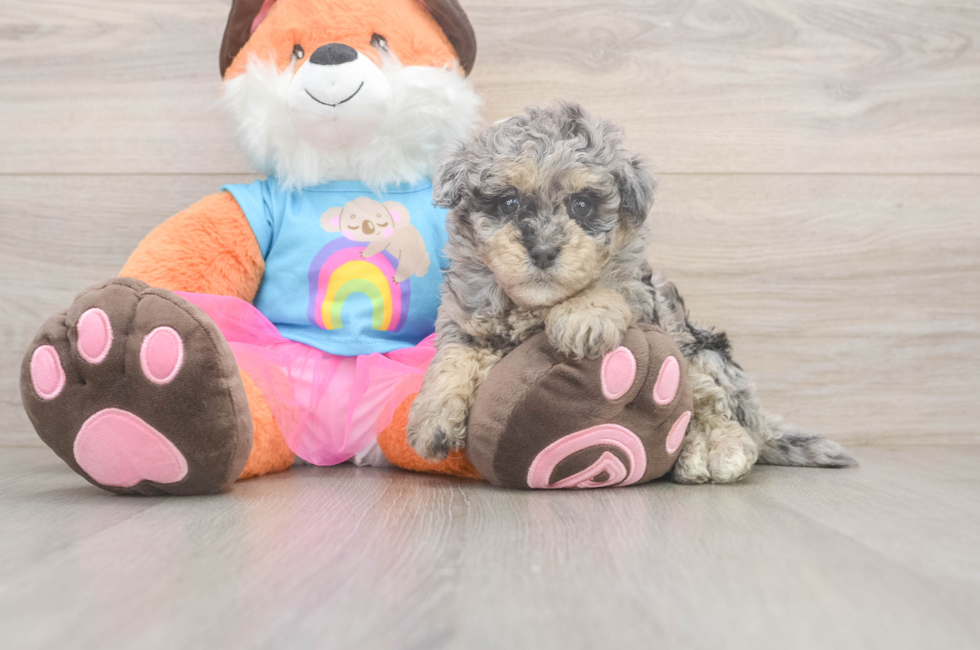 7 week old Havapoo Puppy For Sale - Windy City Pups
