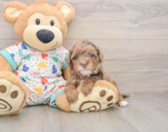 6 week old Havapoo Puppy For Sale - Windy City Pups