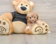 7 week old Havapoo Puppy For Sale - Windy City Pups