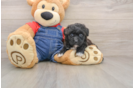 Cute Havapoo Baby