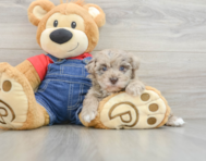 8 week old Havapoo Puppy For Sale - Windy City Pups