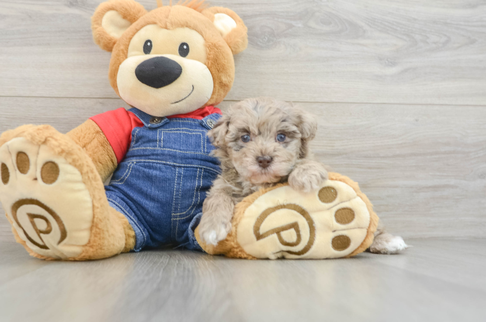 7 week old Havapoo Puppy For Sale - Windy City Pups