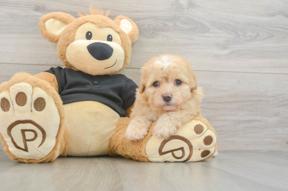 5 week old Havapoo Puppy For Sale - Windy City Pups
