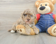 8 week old Havapoo Puppy For Sale - Windy City Pups