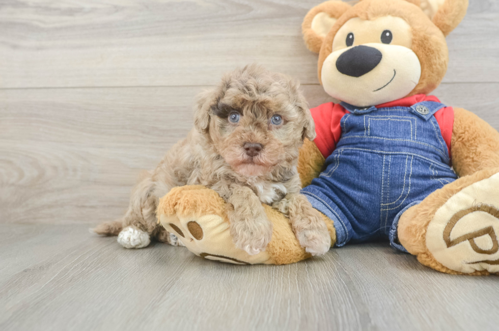5 week old Havapoo Puppy For Sale - Windy City Pups