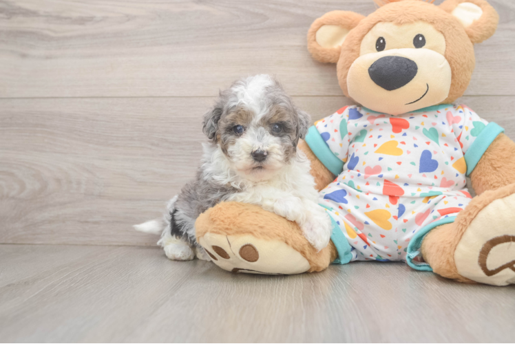 Havapoo Puppy for Adoption