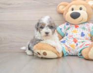 7 week old Havapoo Puppy For Sale - Windy City Pups