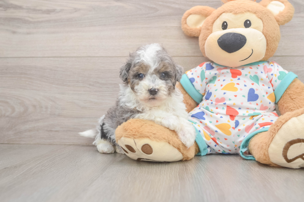 6 week old Havapoo Puppy For Sale - Windy City Pups