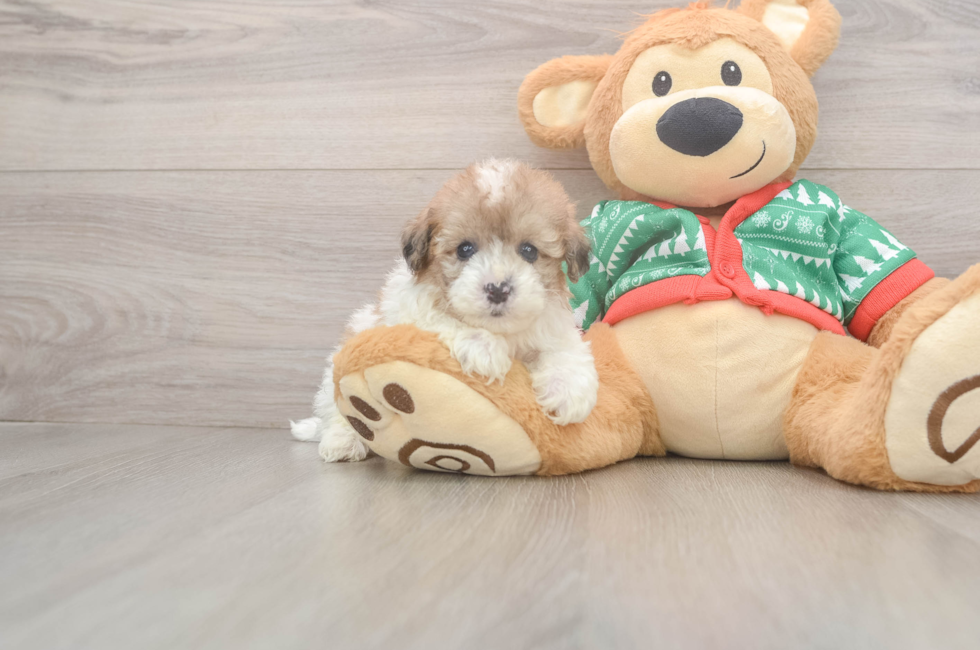 5 week old Havapoo Puppy For Sale - Windy City Pups