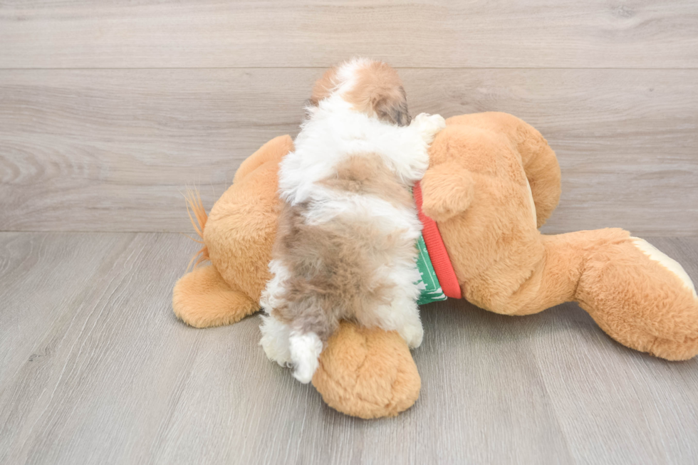 Smart Havapoo Poodle Mix Pup