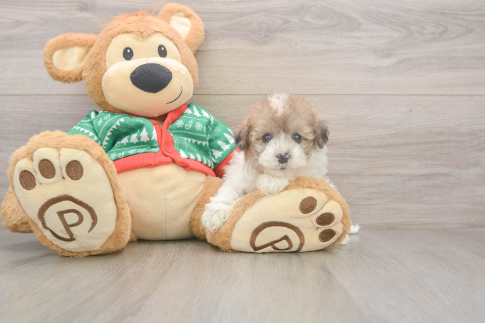 Playful Havadoodle Poodle Mix Puppy