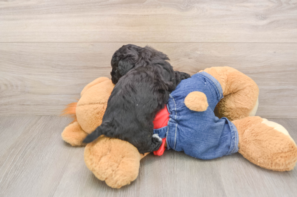 Havapoo Pup Being Cute