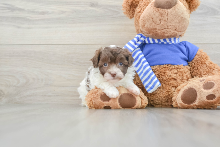 Adorable Havanese Poodle Mix Puppy