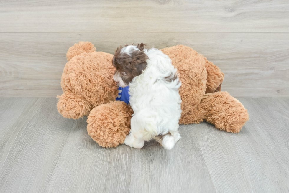 Energetic Havanese Poodle Mix Puppy