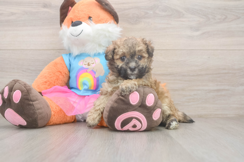 7 week old Havapoo Puppy For Sale - Windy City Pups
