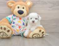 6 week old Havapoo Puppy For Sale - Windy City Pups