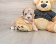 7 week old Havapoo Puppy For Sale - Windy City Pups