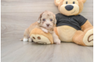 Havapoo Pup Being Cute