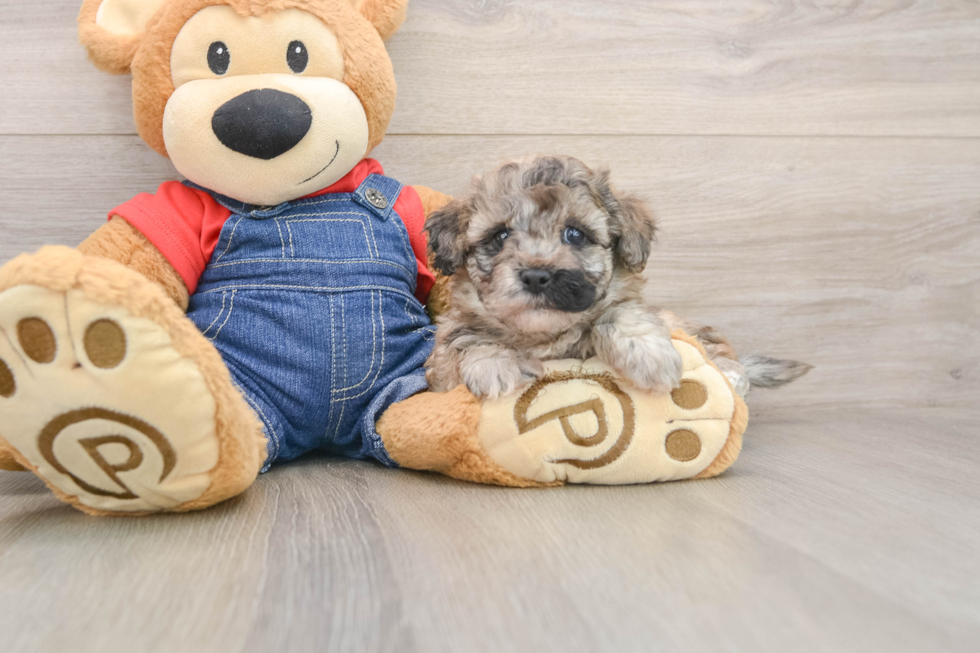 Cute Havapoo Baby