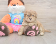 8 week old Havapoo Puppy For Sale - Windy City Pups