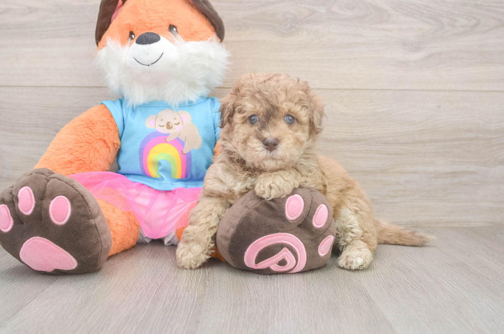 7 week old Havapoo Puppy For Sale - Windy City Pups