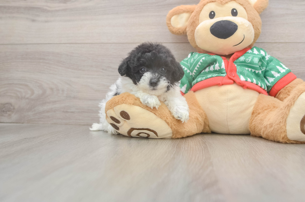 5 week old Havapoo Puppy For Sale - Windy City Pups