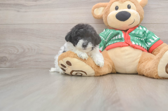 Popular Havapoo Poodle Mix Pup