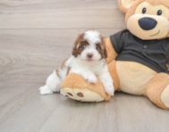 7 week old Havapoo Puppy For Sale - Windy City Pups