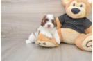 Havapoo Pup Being Cute