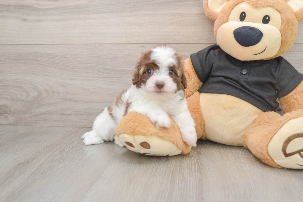 Havapoo Pup Being Cute