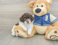 7 week old Havapoo Puppy For Sale - Windy City Pups