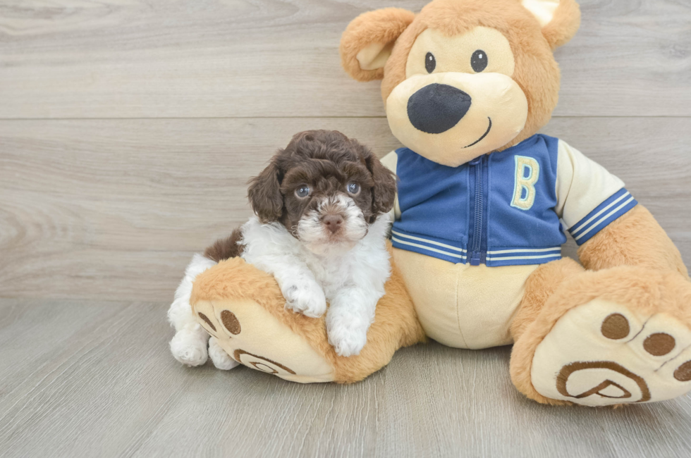 5 week old Havapoo Puppy For Sale - Windy City Pups
