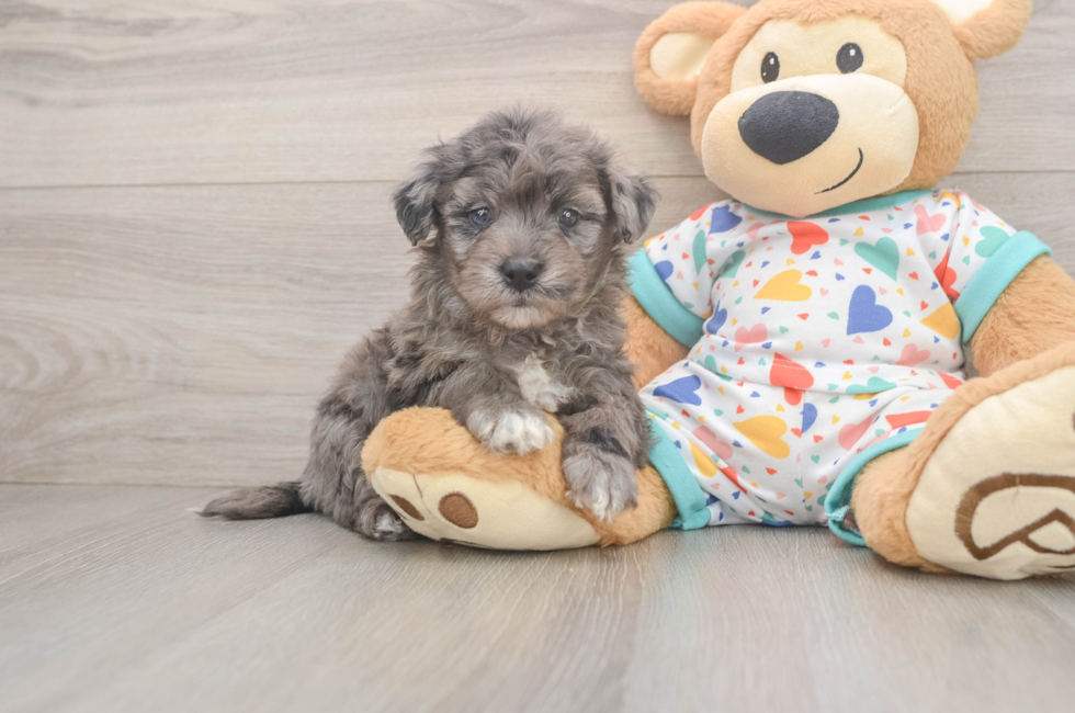 6 week old Havapoo Puppy For Sale - Windy City Pups