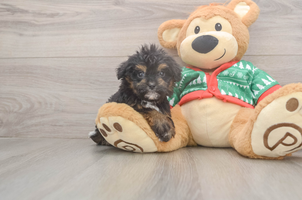 5 week old Havapoo Puppy For Sale - Windy City Pups