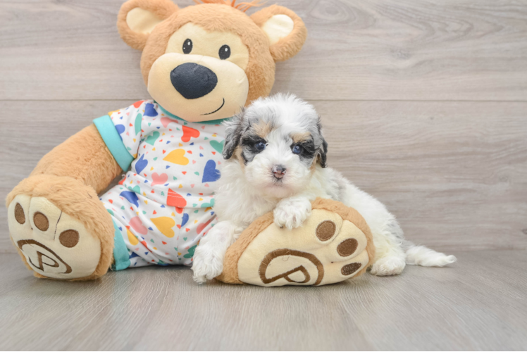 Little Havadoodle Poodle Mix Puppy