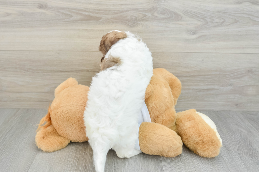 Petite Havapoo Poodle Mix Pup