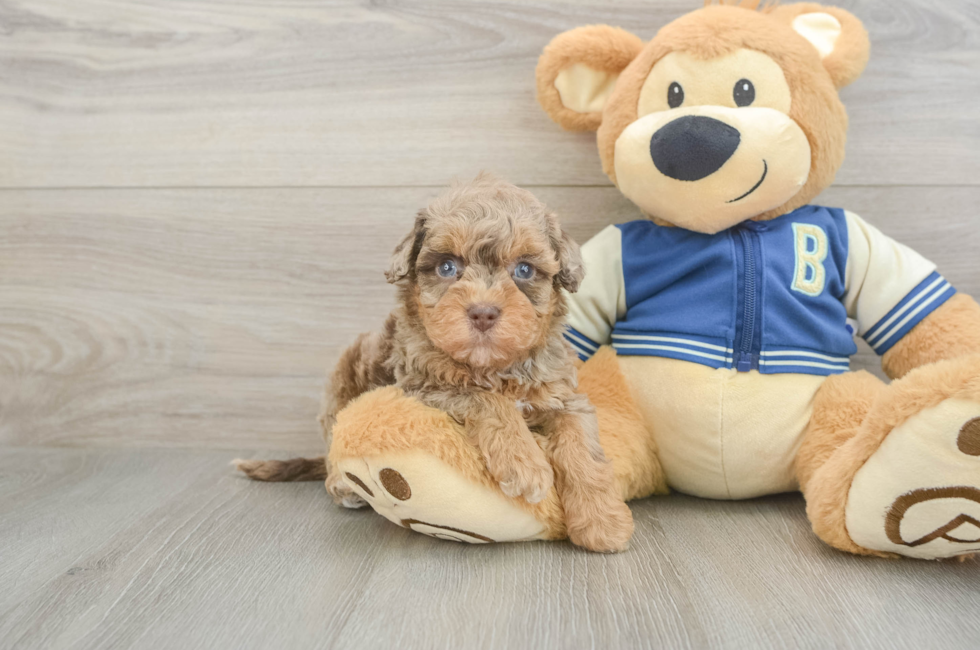 5 week old Havapoo Puppy For Sale - Windy City Pups