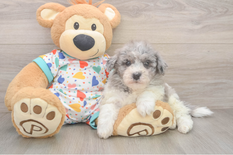 Fluffy Havapoo Poodle Mix Pup