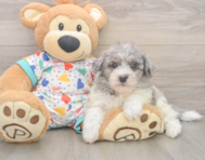 7 week old Havapoo Puppy For Sale - Windy City Pups