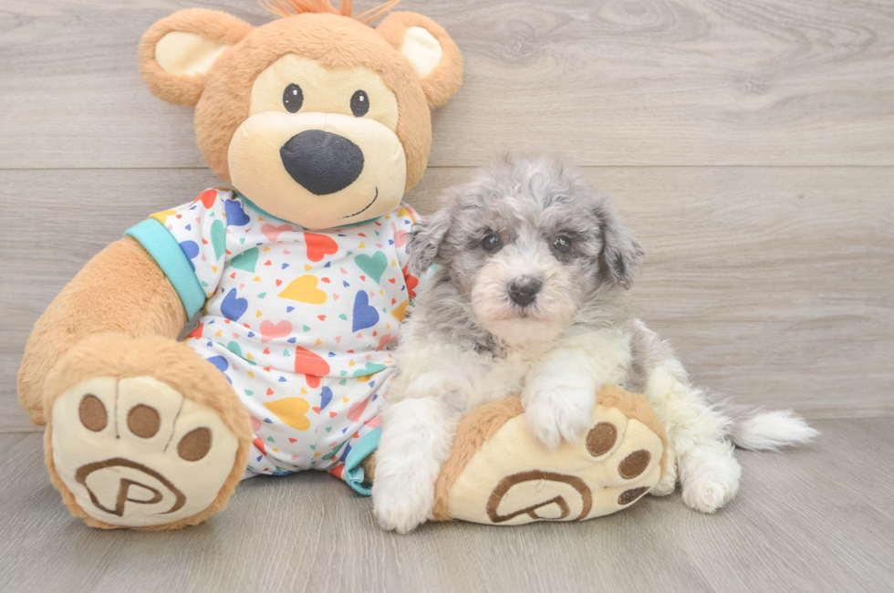 6 week old Havapoo Puppy For Sale - Windy City Pups