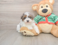 7 week old Havapoo Puppy For Sale - Windy City Pups