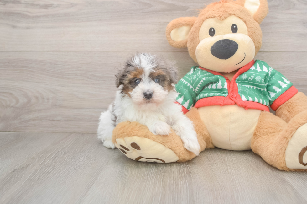 5 week old Havapoo Puppy For Sale - Windy City Pups