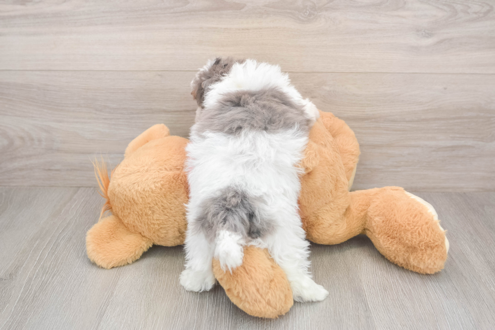 Havapoo Pup Being Cute