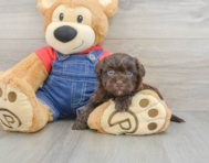 7 week old Havapoo Puppy For Sale - Windy City Pups