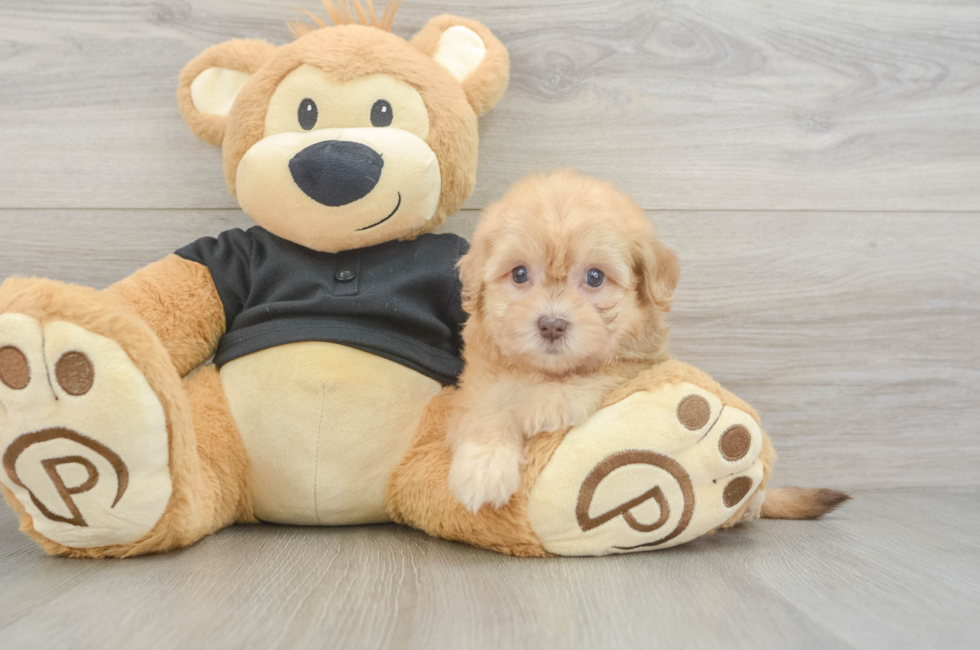 6 week old Havapoo Puppy For Sale - Windy City Pups