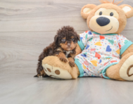 7 week old Havapoo Puppy For Sale - Windy City Pups