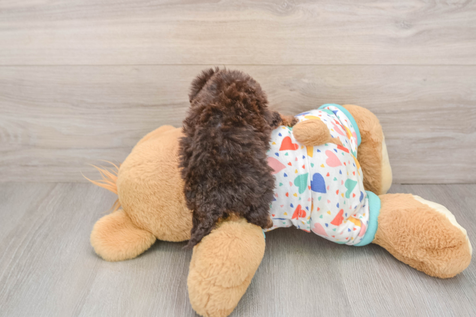 Havapoo Puppy for Adoption