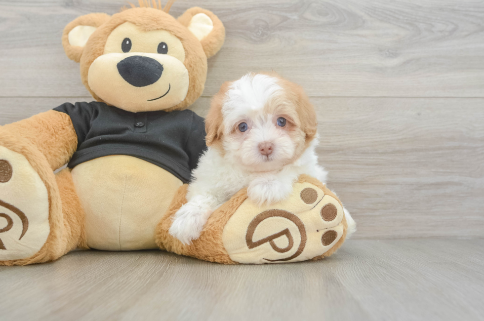 6 week old Havapoo Puppy For Sale - Windy City Pups