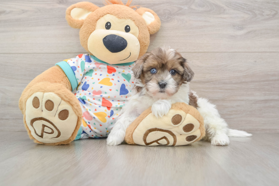 Energetic Havadoodle Poodle Mix Puppy