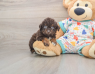 7 week old Havapoo Puppy For Sale - Windy City Pups